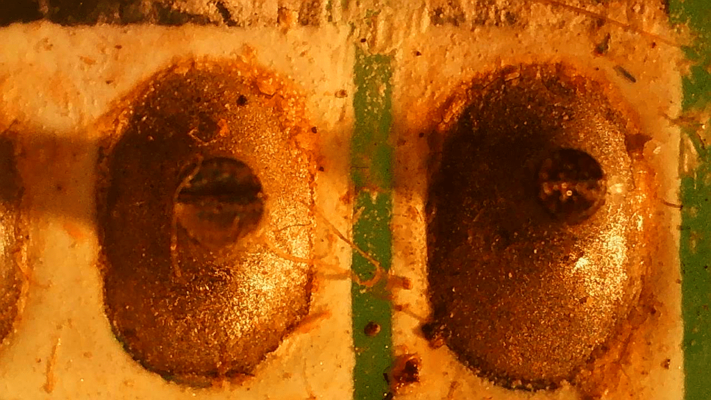 Hokkaido HKEN 532 XR-1 Les composants défectueux détectés sont : Oxydation sur le PCB, traces d'eau.